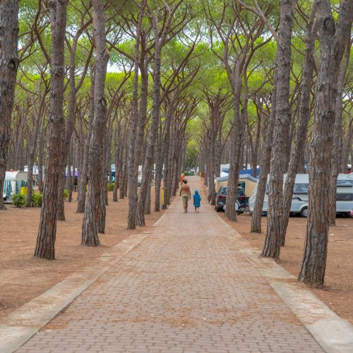 Pitch Pinetaplatz