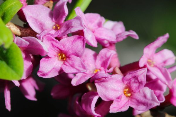 daphne_mezereum_tk_20180408-scaled-1