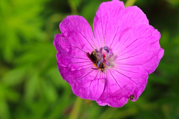 geranium_sanguineum_tk_2017050701-scaled-1